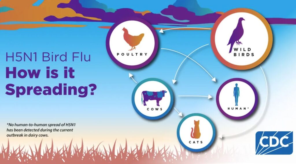 La propagación del virus H5N1 entre especies aumenta el riesgo de una pandemia.(U.S. Centers for Disease Control and Prevention)