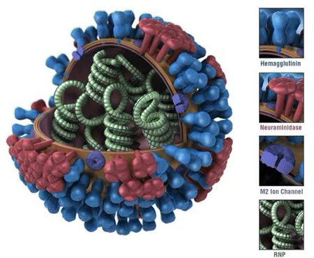 Las diferencias en las proteínas de superficie HA de los virus de la influenza significan que las vacunas contra la influenza estacional no protegen universalmente contra todas las cepas.(U.S. Centers for Disease Control and Prevention)