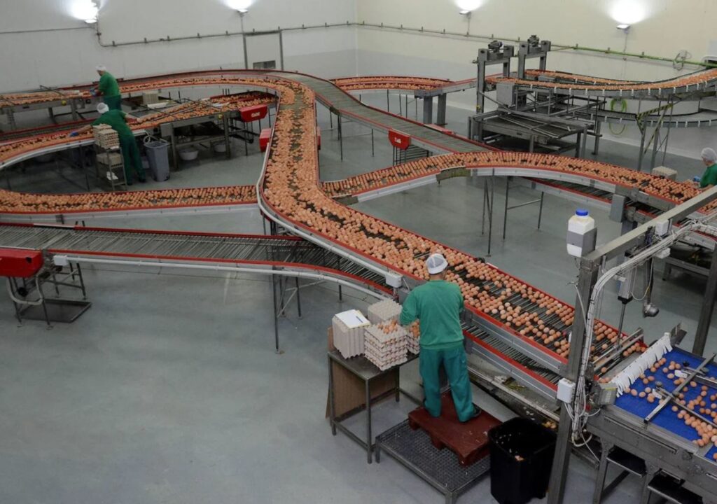 Instalaciones en Almendralejo de Cantos Blancos, del grupo Huevos Guillén. 
