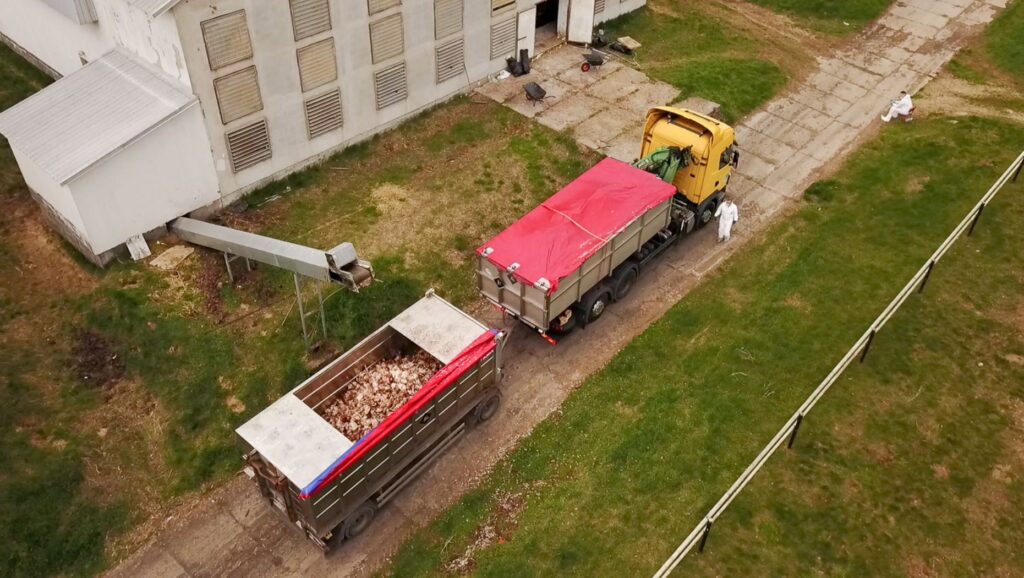 Sacrificio masivo de un lote de gallinas ponedoras afectadas por Influenza Aviar en el distrito de Zuromin, Polonia (abril, 2021) Foto: Aleksander Kot
