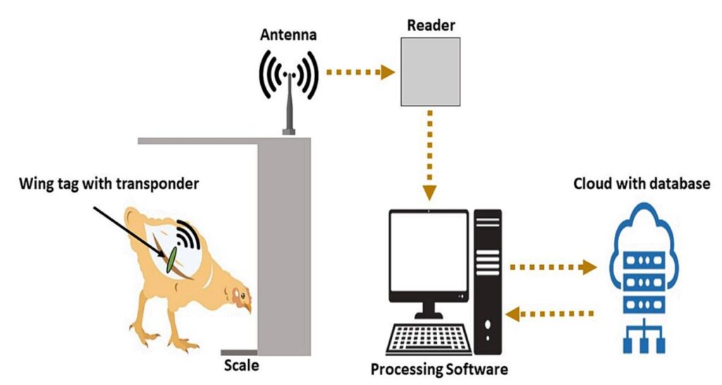 Fig. 1. Representación esquemática del proceso de adquisición de los datos en bruto de las visitas por parte del pollo a los comederos.
Durante la visita al comedero, el transpondedor adherido al ala del broiler se activa automáticamente al estar próximo a la antena receptora y transmite los datos, que son decodificados por el lector y enviados al servidor local. La información procesada se almacena en una base de datos en la nube.
