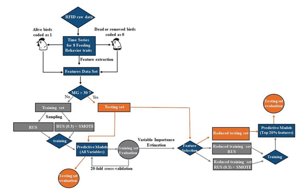 Fig. 2. Representación esquemática de los principales pasos de preparación y análisis de datos realizados para evaluar el rendimiento de diferentes modelos de aprendizaje automático en el monitoreo de la mortalidad en pollos de engorde, basada en características de series temporales extraídas de distintos rasgos de comportamiento alimenticio medidos con un sistema de identificación por radiofrecuencia (RFID). MG corresponde a generación de apareamiento. RUS es la técnica de submuestreo aleatorio. RUS + SMOTE es una combinación de RUS y la técnica de sobremuestreo de minorías sintéticas (SMOTE).