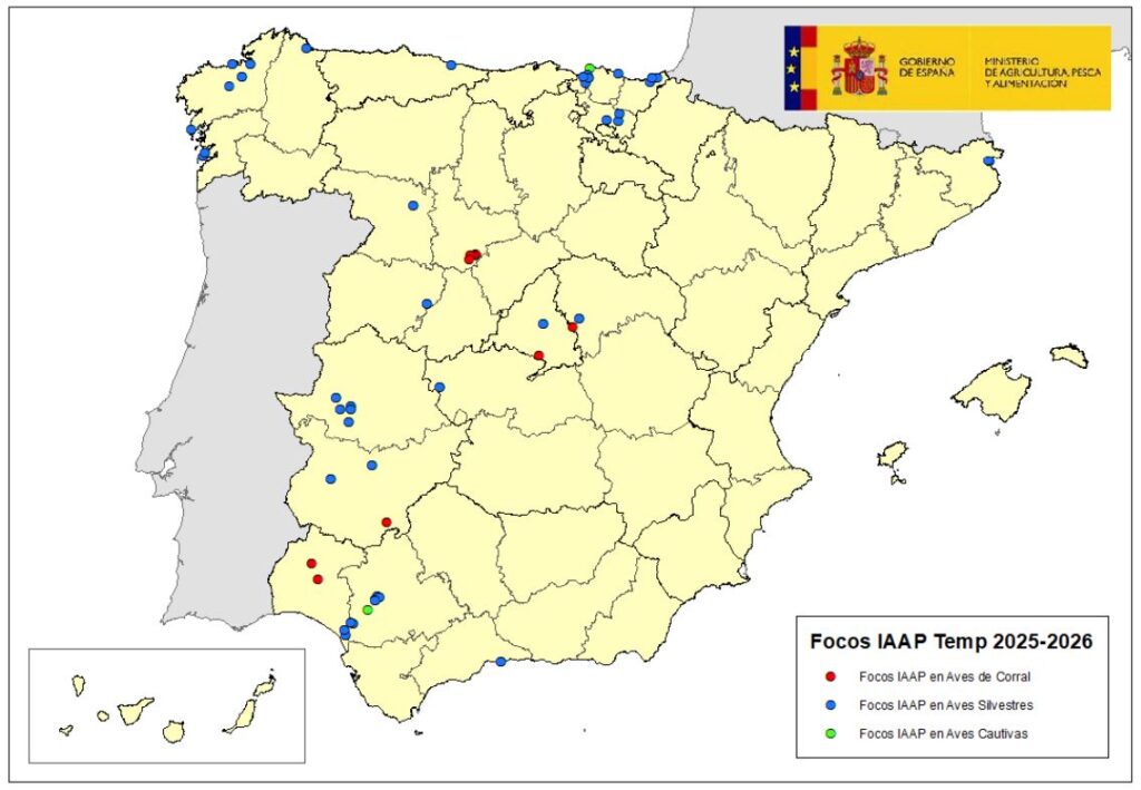 Localización de focos de IAAP en aves silvestres, cautivas y de corral notificados en España (temporada 2025-26). Actualizado por el MAPA el 13 octubre 2025.