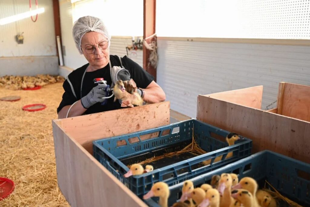 Una mujer inyecta la vacuna contra la gripe aviar a patos en Horsarrieu, en el suroeste de Francia, el 2 de octubre de 2023. Foto: Ministerio de Agricultura francés / Agence France-Presse