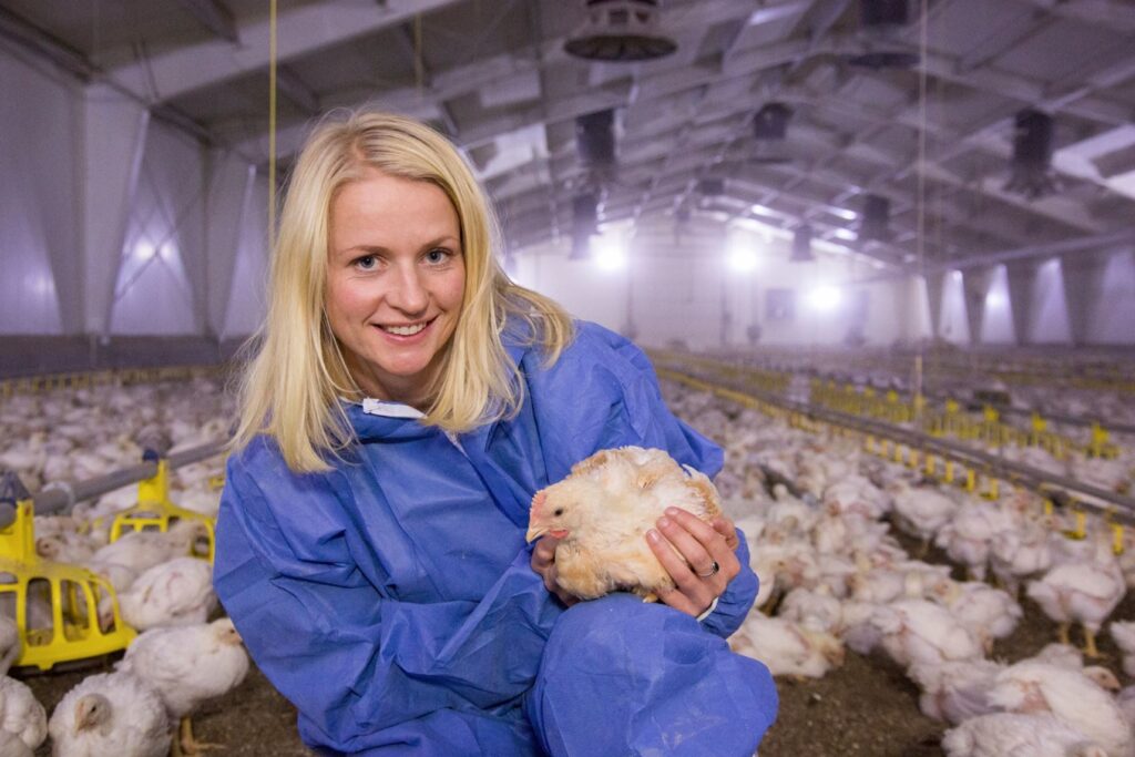 La veterinaria Julie Grell, de la Alianza Noruega para la Protección Animal, trabaja para mejorar el bienestar en un gallinero que suministra a Norsk Kylling, antes de su transición a una raza de crecimiento más lento. Foto: Ihne Pedersen