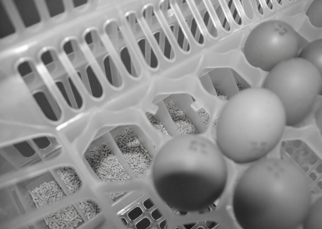 En 2014 también pudimos ver la aplicación práctica del concepto de alimentación del pollito al minuto 1 tras su nacimiento con las bandejas de nacimientos de HatchTech que incorporaban pienso y agua.